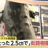 明大通りの街路樹撤去の話