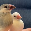 文鳥さんを雛からはじめて飼った実体験より