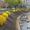 和泉川中央水辺愛護会