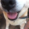 愛犬りょう2〜家庭教師編〜