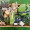 夏野菜の出荷が本格化！夏野菜セットの発送準備を行いました