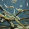 ウシモツゴ Pseudorasbora pugnax