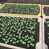 今週の野菜