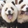 中国で人気のパンダ犬、パンダカフェの次は動物園に