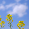 妻と菜の花