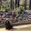 黒ポメレオンと梅のお花見(名城公園、荒子公園)