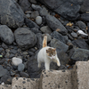 隣県西部離島のねこさん