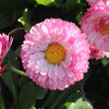 (313) Bellis perennis