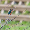 12月の野川を歩く：カワセミと久しぶりの冬鳥たち