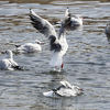 ユリカモメの水浴び 2017 ３月