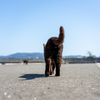 東北東部東離島のねこさん