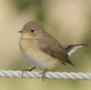 近所で鳥を見た日記（２０２４　０２０４）その６。