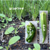 庭で夏野菜 96　【オクラ、ピーマン、つるなしインゲン】