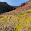 唐津の花々と伊万里梅まつり