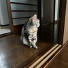 猫、湿度に敏感