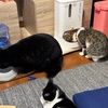 猫との暖かい暮らし