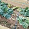 キャベツ……肥料焼けか⁉