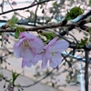河津桜