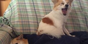 保護犬の譲渡の流れ！譲渡会や保健所への持ち物や条件について。