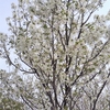 芦屋市内の桜