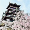 【伏見の桜巡りの思い出2024】京都の桜の名所が詰まった伏見🌸