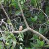 ヒジリショウビン(Sacred Kingfisher)