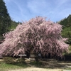 春の中山道ハイキング2～満開の枝垂れ桜と妻籠までの道のり～