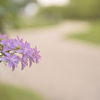 紫陽花3　幸手権現堂公園