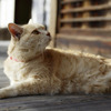 百濟寺の猫　その３