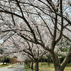 花見しながらソフトテニスの試合。