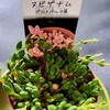 🌵多肉植物  続💠真夏の多肉狩り②🌵