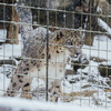 東京に雪、多摩動物公園で雪の中の動物たちを見てきた（4年ぶり）