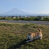 息子達と行く、三島市の夏祭り。