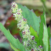 (263) Chenopodium album