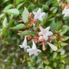 夏，恒例の霊園．この時期咲いている花は，アベリアとサルスベリ．写真に写り込んでくる木々が立派なことに改めて気付きました．片っ端から写真を撮って，PictureThisで同定．知っている植物はほんの少し．  半分ほどは，名前も初めて．ヤマモモ，ヨーロッパブナ，アメリカハリグワ，クスノキ，リギダマツ---　お墓の背景の斜面だけで12種の木々が植えられていました．まるで植物園．管理者の熱意を感じます．