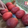  宇城市で濃厚な甘みが特徴のマンゴーの出荷最盛期