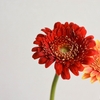 ガーベラに似ている魅力的な花々の紹介