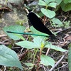 「ハグロトンボ」最近家のまわりをたくさん飛んでる！長野県大町市
