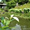 両足院【おすすめの見どころと御朱印】毘沙門天を守る狛寅、初夏には半夏生のお庭も特別公開！