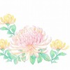 【イラスト】菊