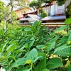 京都ぶらり　紫陽花開花しそう・・・