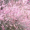 三隅梅林公園に咲いていた梅の花たちをパチリ ⑤