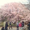 花見2010　その1：六義園