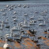 越辺川の白鳥飛来地2013