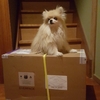VivePreが届いたのでセットアップしました
