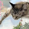 シマエナガ見つけた～