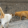 隣県西部離島のねこさん