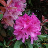 花まつり