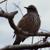 Canon EF-S 55-250mm F4-5.6 IS STMでそこらへんの野鳥を撮ってみました。(3)