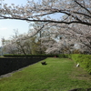 桜の開花状況、まだまだ満開までは間がありそう